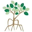 Mangrove Bay Dentistry